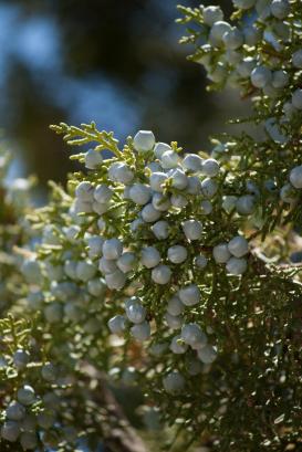 334239_10150957491800496_1277279492_o