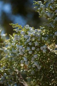 334239_10150957491800496_1277279492_o